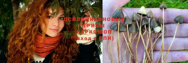гидра Вязьма